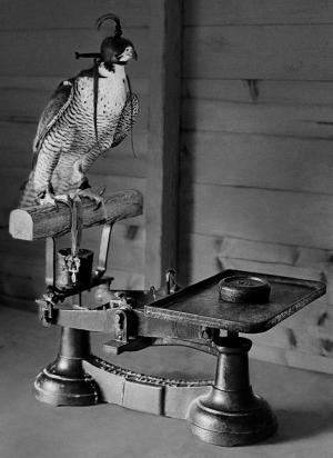 Weighing Peregrine Falcon