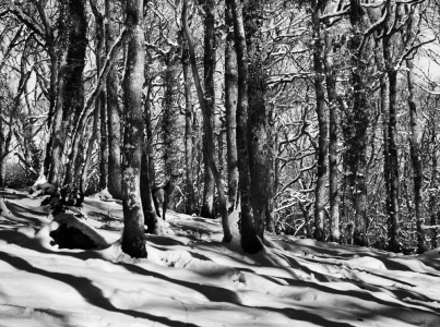 Hind Hidden in Snowy Wood